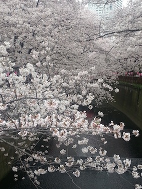 目黒川の桜