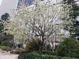 財務省のウコンザクラ