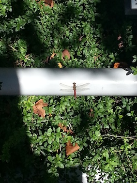 霞が関の赤トンボ