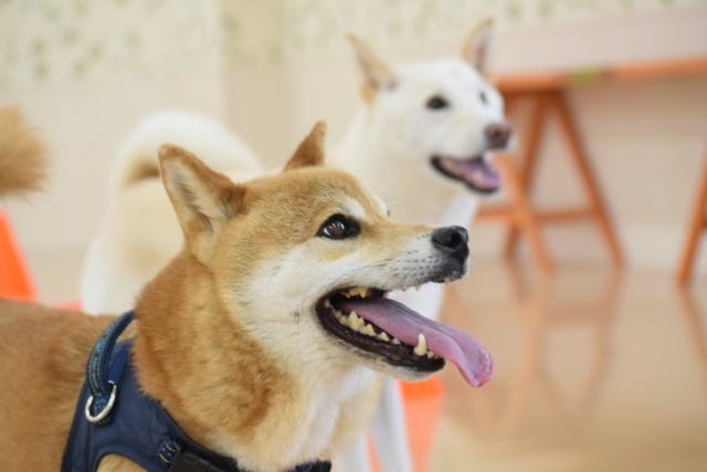 ペットのトラブル